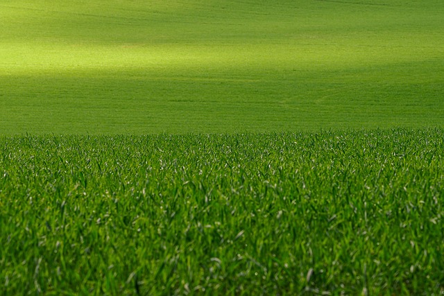 Cultivating Cheer: Lawn Care and Creative Landscaping for a Vibrant Yard