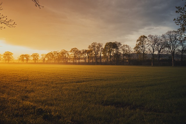 Elevate Your Curb Appeal: The Advantages of Professional Residential Lawn Mowing Services for Lush Lawns