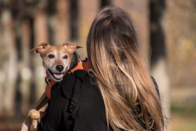 Optimizing Pet Care: The Advantages of In-Home Dog Walking Services