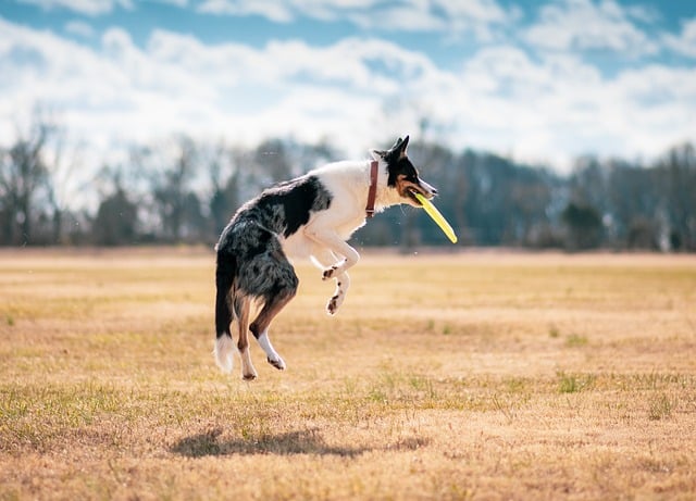 Away but Carefree: Mastering Pet Sitting and Dog Walking Services