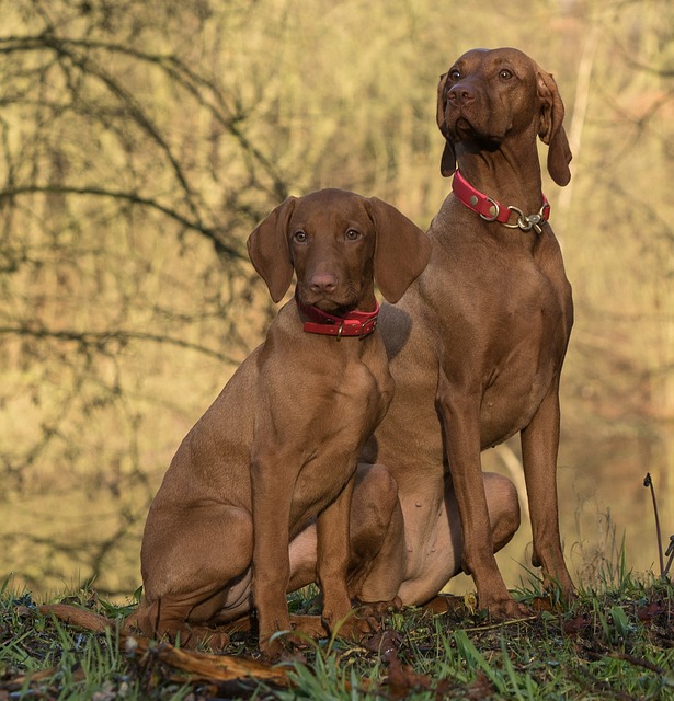 Optimizing Canine Care: The Advantages of In-Home Pet Sitting and Dog Walking Services