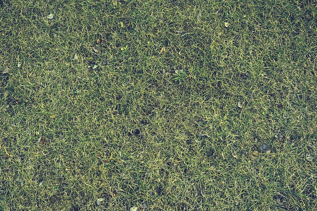 Optimizing Your Lawn: A Guide to Fertilization and Weed Control Strategies for Lush Turf